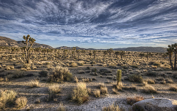 Nature, Grass, Desert, Vegetation HD wallpaper