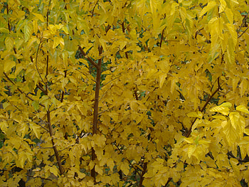 Yellow Leaves, kerman, mahan, iran, nature HD wallpaper