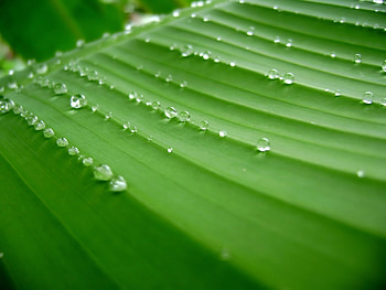 Background, Leaves, Drops HD wallpaper
