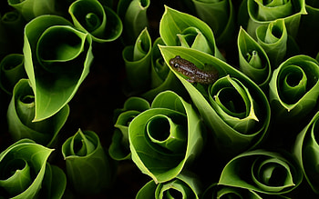 salamander for , High-quality background , choice for nature enthusiasts, Wildlife art HD wallpaper