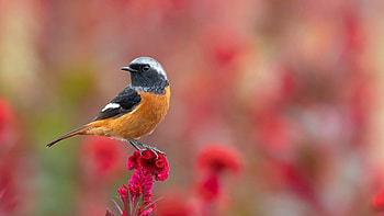 Little bird, Bird, Summer, Flowers, Summ, Name HD wallpaper