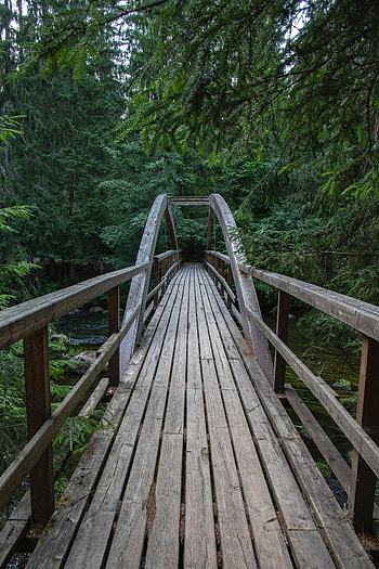 Nature, Trees, Wood, Wooden, Forest, Branches, Bridge HD phone wallpaper