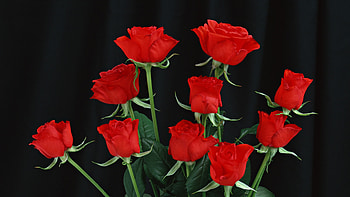 red roses, black background, flowers HD wallpaper