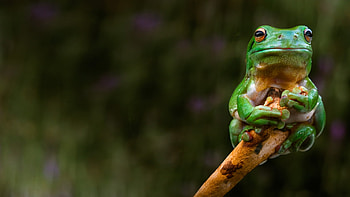 Frog , Animal background, Nature-themed, design HD wallpaper