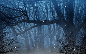Nature, Forest, Fog, Branches, Fireflies HD wallpaper