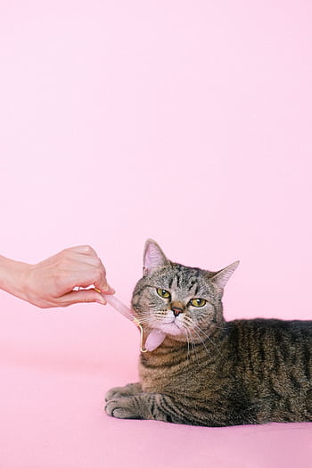 Cute tabby cat enjoys a gentle massage against a soft pink background, adding an element of pampering and relaxation. HD phone wallpaper