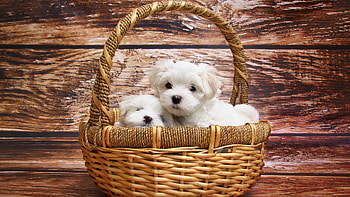 Basket, Bolognese Dog HD wallpaper