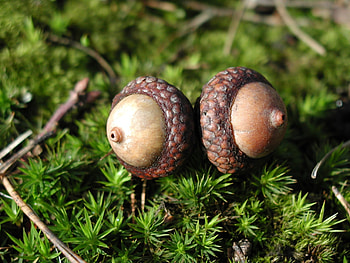 Tree nature forest, Woody plant land plant, Acorn coconut seeds, Chestnut cores HD wallpaper