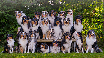 Australian Shepherds (All one family), dogs, group, shepherds, animals, australian HD wallpaper