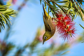* Bird *, animal, birds, bird, animals HD wallpaper