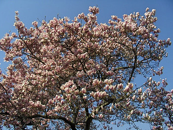 Magnolia Tree, blue, art , pink, sky, beautiful, flowers, magbolia tree HD wallpaper