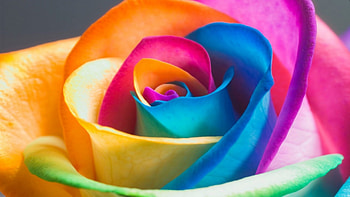 Plants, Flowers, Background, Roses, Rainbow HD wallpaper