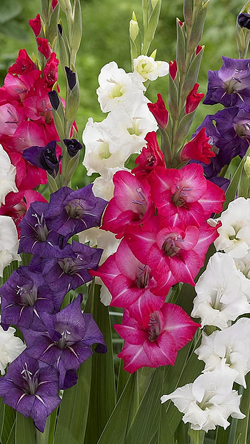 Gladioli, Colorful HD phone wallpaper