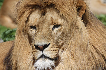 Animals, Lion, Predator, Big Cat, Mane HD wallpaper