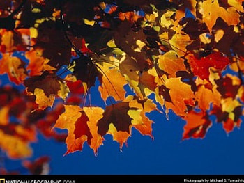 Fall Foilage, blue, skies, fall, leaves, trees, autumn, nature, sky, leafs HD wallpaper