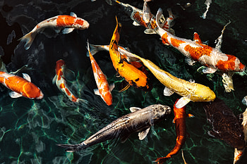 School of Koi Fish 1, animal, wide screen, wildlife, graphy, beautiful, fish, , koi HD wallpaper