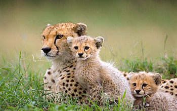 Animals mammals , mobile, Background , Visual variety HD wallpaper