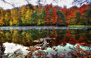 Fall HD wallpaper