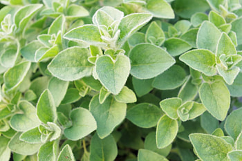 Hot and spicy oregano, Kitchen garden, Aromatic plant, Cooking ingredient HD wallpaper