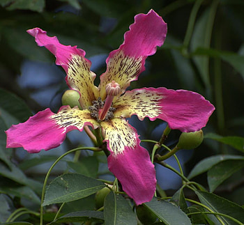 PAINTEIRA-ROSE, rose, pink, leaves, flower HD wallpaper