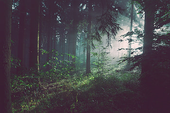 Germany, Nature, Trees, Summer, Forest, Fog, Bad Pyrmont HD wallpaper