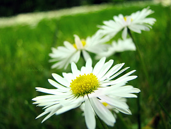 The disease of dancing flowers, white, lovely, pretty, nice HD wallpaper