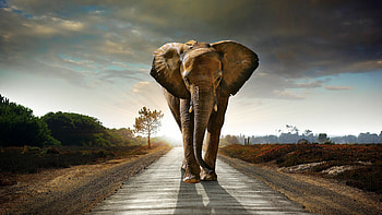 Elephant iPad backgrounds, Majestic creatures, Wildlife graphy, Stunning visuals HD wallpaper