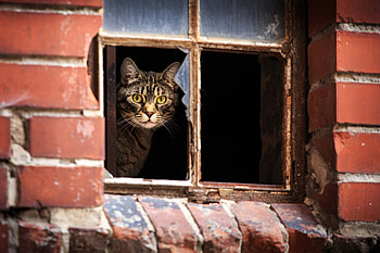 Animals, Cat, Window, Broken, Peek Out, Look Out HD wallpaper