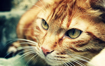 Cat, kitten, sweet, kitty, cats, cute, beautiful, paws, beauty, cat face, pretty, animals, face, lovely, hat HD wallpaper