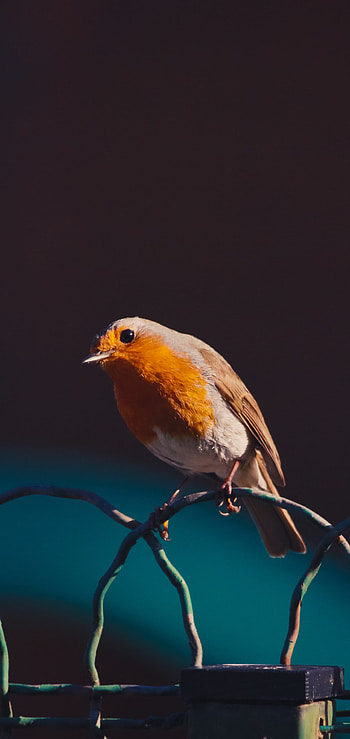 Robin bird, Small passerine, Reddish-orange breast, Perched on branches HD phone wallpaper