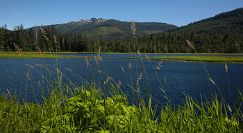 Looking Through the Weeds in Alaska, blue, alaska, mountain, lake, green, trees, nature, sky, water, forest HD wallpaper