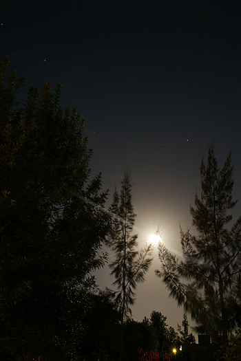 Nature, Trees, Night, Moon, Bright, Beams, Rays, Glow HD phone wallpaper