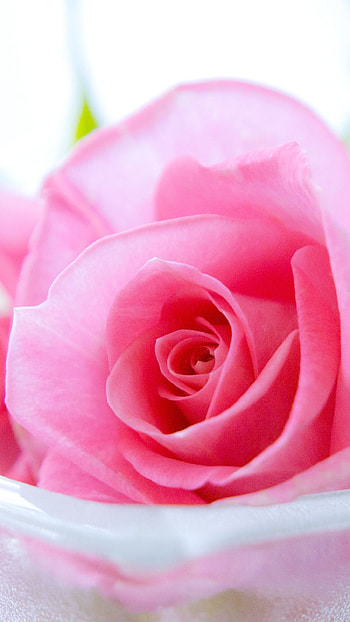 Rose Flower, Pretty, Pink Rose HD phone wallpaper