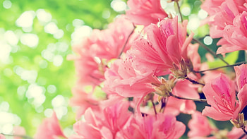 Plants, Flowers HD wallpaper