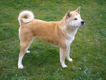 Animals, Grass, Dog, To Stand, Stand, Akita Inu, Fidelity HD wallpaper