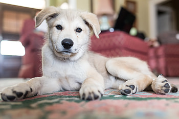 Animals, To Lie Down, Lie, Dog, Puppy, Smooth-Haired HD wallpaper