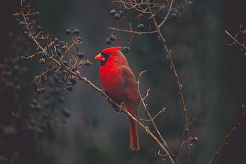 Animals, Bird, Branches, Color, Cardinal HD wallpaper