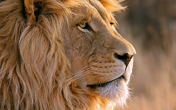 Animals, Muzzle, Lion, Predator, Mane HD wallpaper