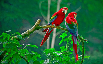 Parrots Paradise, parrot, birds, couple HD wallpaper
