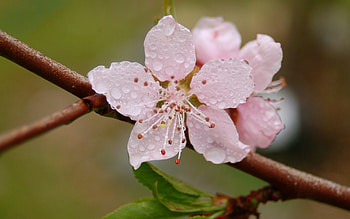 Drops, Flower, Macro, Bloom, Flowering, Branch, Fruit, Spring, Fetus HD wallpaper