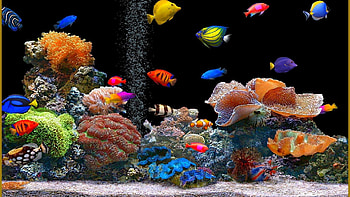 Animals, Fishes HD wallpaper