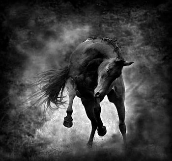 WILD AND , Horse, painted, painting, animals, , nature, wild HD wallpaper