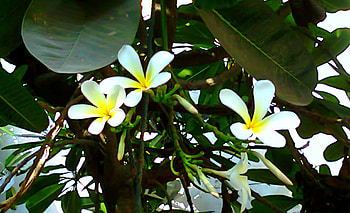 White flowers, white, nature, flowers HD wallpaper