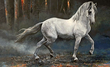 Mistic Lure, mist, spanish, andalusian, horses, grey HD wallpaper