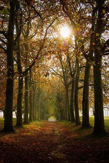 Path, Nature, Trees, Autumn, Alley HD phone wallpaper