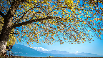 Yellow Autumn Leaves Tree Branches Mountains Blue Sky Background graphy graphy HD wallpaper