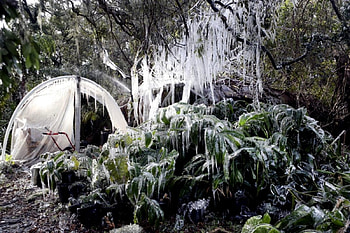 Bomb Cyclone Hits Florida Winter Storm, Winter, Ice, Florida, Plants, Crops HD wallpaper