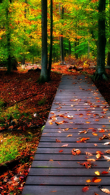 4 k, Beautiful Nature HD phone wallpaper