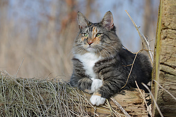 Animals, Cat, Fluffy, Norwegian Forest Cat HD wallpaper