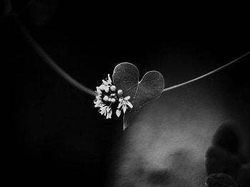 Natural Fall, leaves, nature, balck and white, flower HD wallpaper